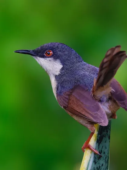 An Ashy Prinia with its tail cocked characteristically high is perched on a green stalk. The clean background and classic pose make for a great identification shot.