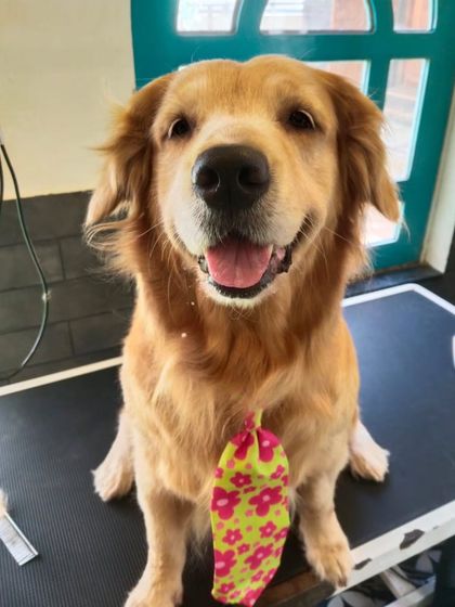 Another happy Golden Retriever client, Shadow, looking bright and cheerful in his floral tie. Regular grooming keeps their golden coat shiny and healthy.