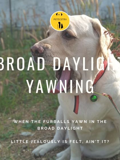 Petscetra - Pet Boarding & Daycare Cozy Corners & Nap Time photo 4