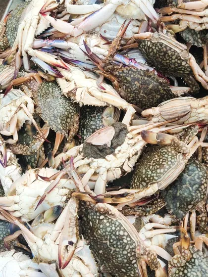 I believe in using only the freshest ingredients, and this is my catch of the day. Sourcing high-quality, fresh crabs like these is the first step in creating my delicious Chilli Garlic Crabs.