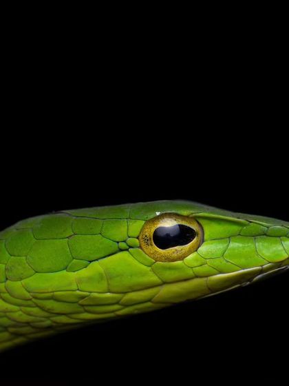 The sharp, pointed snout of a Green Vine Snake, a perfect adaptation for its life in the trees. This close-up highlights the unique features that make each species special.