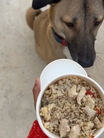 A close-up of our fresh chicken and rice meal, ready to be served. You can see the chunks of real chicken and vegetables, a testament to the quality of our ingredients.