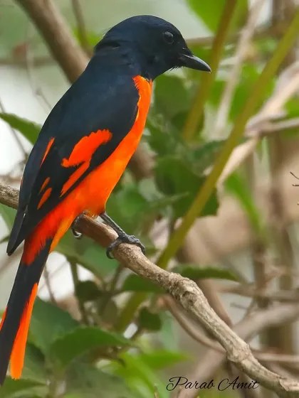 The Orange Minivet is a flash of color in the forest. The male, seen here, is a brilliant orange-red. They travel in flocks, and their high-pitched calls often announce their arrival.