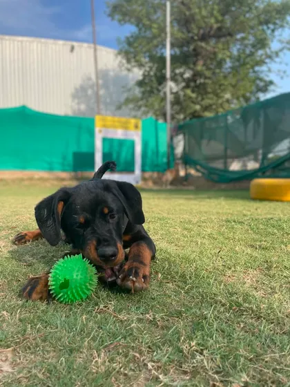A close up of Rocco, showing his intense focus on his favorite green spiky ball.