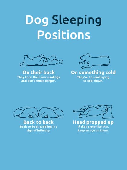 A dog's sleeping position can tell you a lot about how they're feeling. Sleeping on their back shows trust, while cuddling back-to-back is a sign of intimacy.