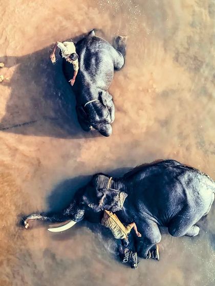 A top-down view of elephants bathing in the river at Sakrebyle Elephant Camp, Shimoga.
