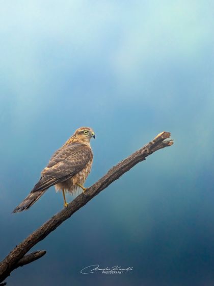 Birds of Prey: Hunters of the Sky photo 3