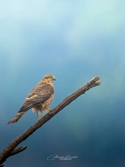 Poised with purpose. This majestic raptor, likely a Shikra, sits patiently on a branch against a painterly blue sky. Its sharp eyes are constantly scanning, reminding us of the precision of a natural hunter.