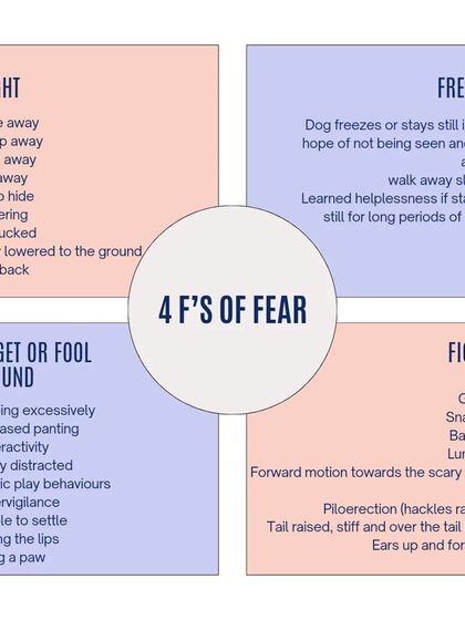 This chart explains the "4 Fs of Fear." It's important to recognize all the ways fear can manifest, from obvious "fight" responses like growling to subtle "fidget" behaviors like excessive panting or lip licking.