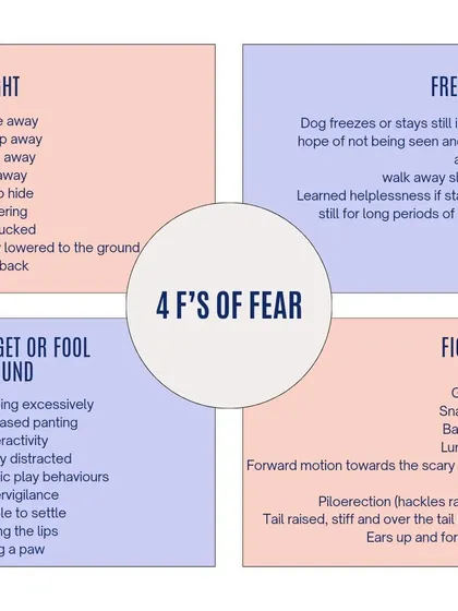 This chart explains the "4 Fs of Fear." It's important to recognize all the ways fear can manifest, from obvious "fight" responses like growling to subtle "fidget" behaviors like excessive panting or lip licking.
