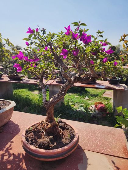 Delhi Gardner - Full-Service Landscaping Our Bonsai Collection photo 9