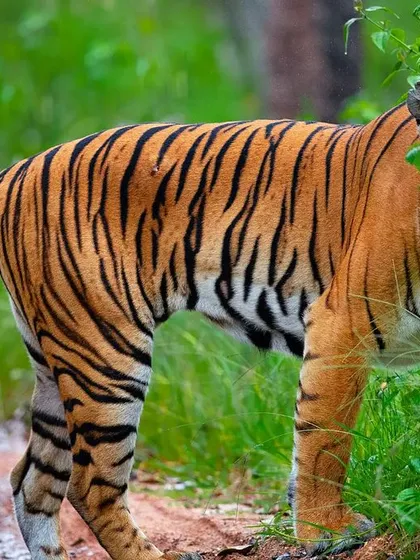 A stunning tigress peeking from behind a tree in Bandipur Tiger Reserve. The way she is framed by the monsoon foliage creates a sense of discovery and intimacy.