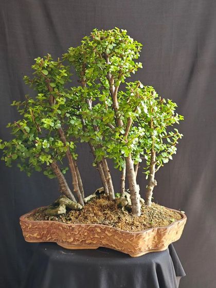 A larger Jade forest bonsai, perfect as a statement piece for the festive season. Its multiple trunks symbolize a strong, interconnected family.