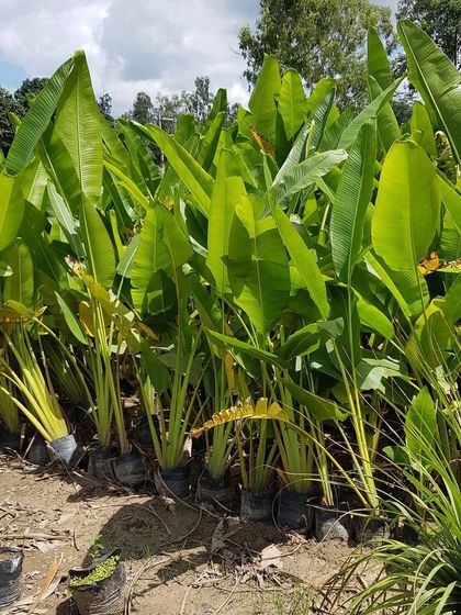 Urban Green Nursery - Wholesale Plant Nursery Large Trees & Palms photo 4