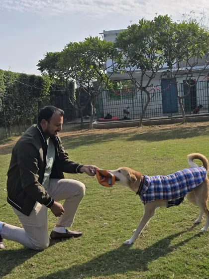 A game of tug with Jumper. This is more than just play; it's a way to teach rules, like 'drop it', and to build a strong, trusting relationship between a dog and a handler.