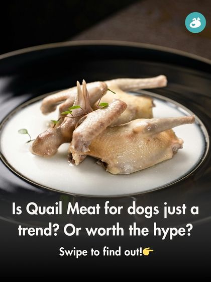 The Pack - Pet Parent Education & Workshops The Healthy Bowl: Canine Nutrition & Recipes photo 13