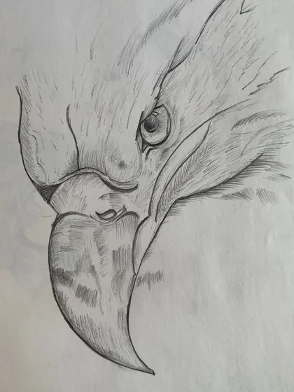 A powerful sketch of an eagle's head, created by one of our students, capturing the bird's fierce intensity.