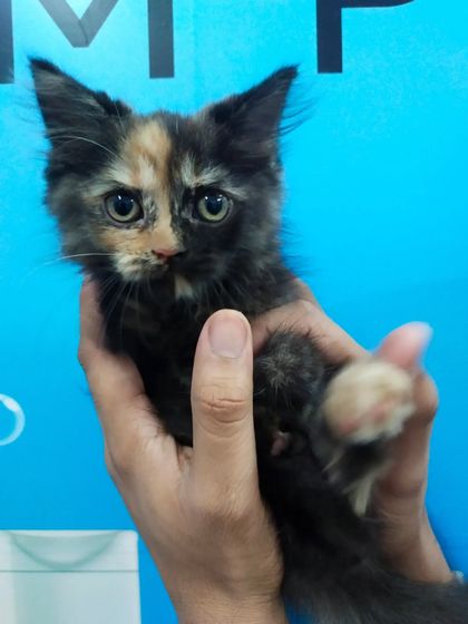 This tiny tortoiseshell Persian kitten is being held carefully for its first examination. I handle my smallest patients with the utmost gentleness.