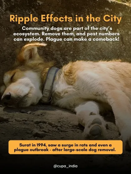 Cupa - Animal Cruelty Legal Aid & Advocacy Our Legal Fight for Animals photo 33