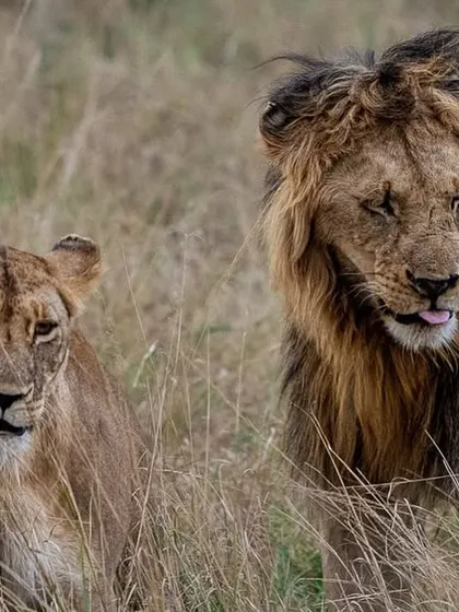 A mating pair of lions in the Masai Mara. The male's gentle expression contrasts with the intensity often seen in these encounters, showing a quieter moment between the two.