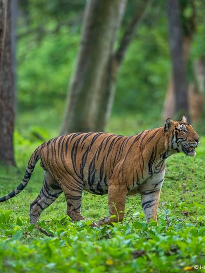 A powerful portrait of the Nayanjikatte Male, his battle scars telling tales of his reign. Photographing these individuals over time allows us to document their life stories.