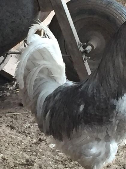 This handsome rooster was also part of the flock looking for a new home. Roosters are great for protecting a flock of hens.