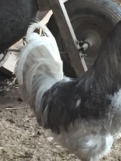 This handsome rooster was also part of the flock looking for a new home. Roosters are great for protecting a flock of hens.