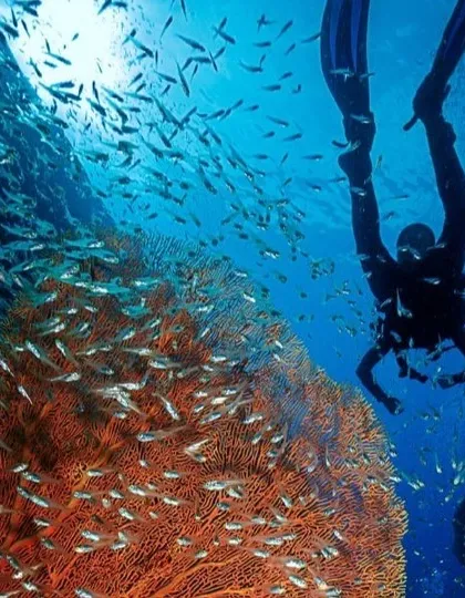 Dive into the vibrant marine ecosystem around Netrani Island, often called 'Pigeon Island'. The clear waters are famous for their incredible coral reefs and diverse fish populations, making it a premier scuba diving destination.