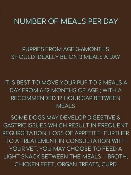 Hungry Eyes - Natural Pet Treats & Chews Pet Parent Guides & Tips photo 10