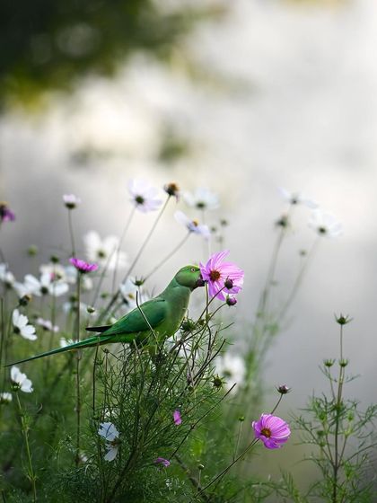 A rose-ringed parakeet nibbles on a flower at Sundar Nursery in Delhi. The soft, misty background and the delicate flowers create a beautiful, almost romantic setting. It’s a peaceful moment of a bird enjoying nature's bounty.