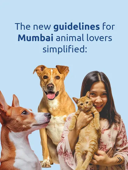 New guidelines for animal lovers in Mumbai have been released, and it's a big step forward. I've simplified them here so we can all be more informed about the rights of our pets and community animals.