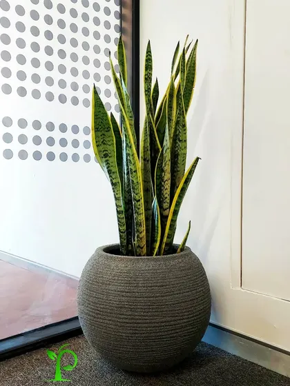 The Snake Plant, or Dracaena trifasciata, is a true powerhouse. Its strong vertical leaves make a dramatic statement, and it's one of the best plants for purifying indoor air, as certified by NASA.
