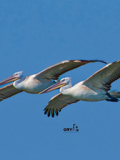 Two Dalmatian Pelicans flying in perfect formation. My photography often focuses on capturing the synchronized patterns and social dynamics of birds in flight.