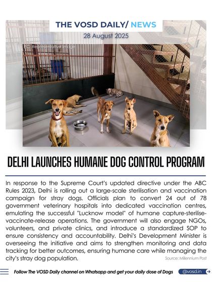 In response to a Supreme Court directive, Delhi is launching a large-scale sterilization and vaccination campaign for stray dogs. The program aims to emulate the successful "Lucknow model" of humane population management.