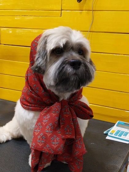 Jhumru the Lhasa Apso, looking dapper in a red scarf after his grooming. We love adding a little extra flair to make your pet's new look even more special.
