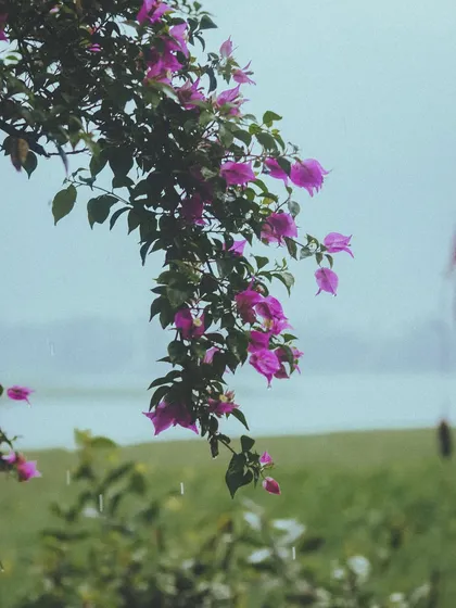 Even the flowers look different in the rain. These vibrant bougainvillea branches are dripping with fresh raindrops, with the misty Powai lake in the background.