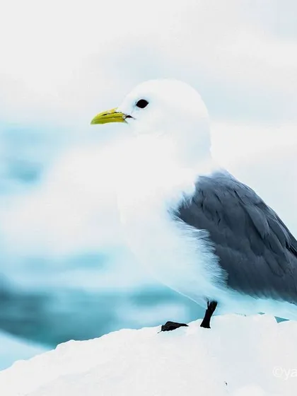 A high-key portrait of a Black-legged Kittiwake, its white feathers blending into the snowy background.
