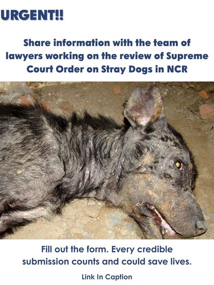 Every credible submission counts and could save lives. If you have evidence of shelter conditions or cruelty in the NCR region, please share it with the legal team fighting the Supreme Court's removal order.