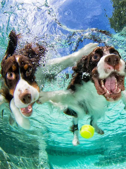 Two Springer Spaniels joyfully swimming together. We can accommodate multiple pets in one shoot, capturing their playful interactions both above and below the water.
