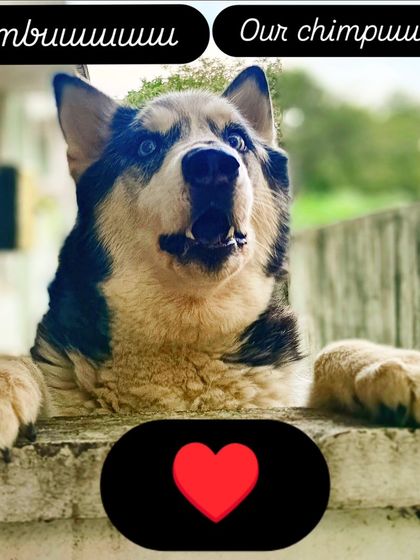 Simbuuuuuu, our chimpuuuu. This husky has so many shenanigans, he wins hearts and gives kisses.