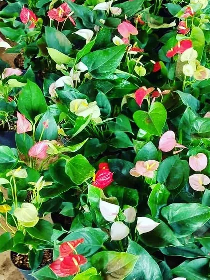 A mix of colorful Anthurium plants, showing the variety we offer. They are excellent for gifting or for adding a floral touch to your home.