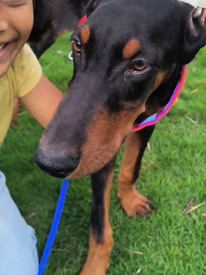 Zoella Dog Training - Puppy Foundation Training Welcome to the Pack! photo 11