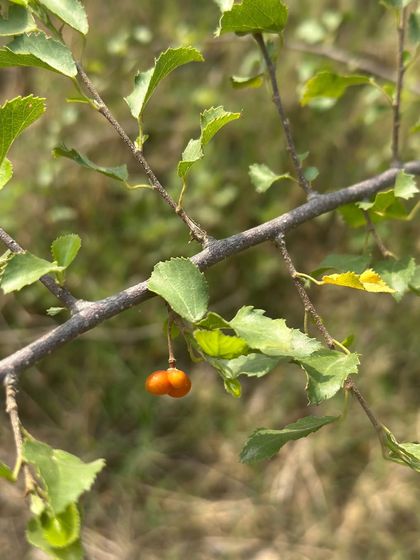 A branch of the Gangeti shrub, showing its distinct leaves and fruit. This drought-tolerant species is a key understory plant in our restoration projects.