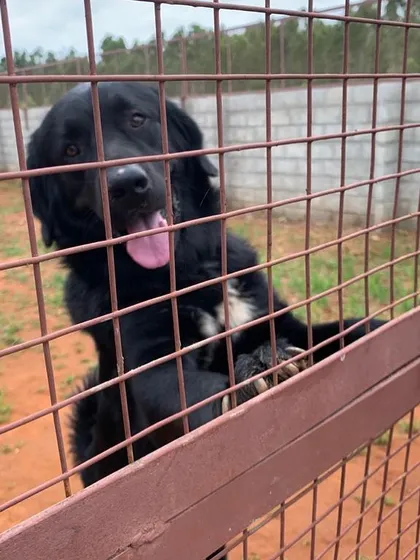This beautiful Newfoundland is saying hello from behind the fence. We ensure all dogs get plenty of time out in the play area as well as quiet time in their kennels.