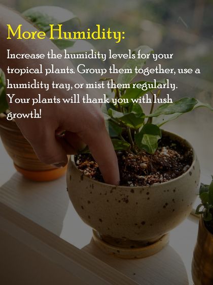 Tropical plants love humidity. You can help them feel more at home by grouping them together, using a humidity tray, or misting them regularly for lush, happy growth.