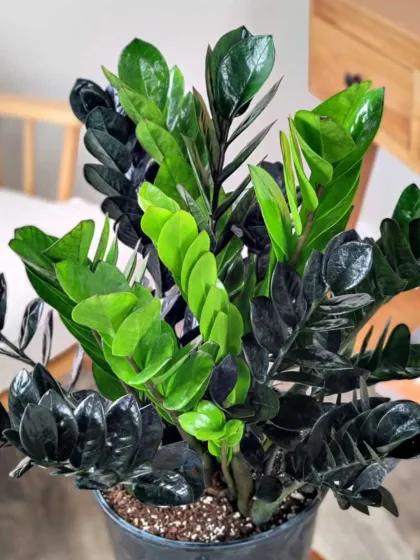 The ZZ Raven plant, known for its striking dark foliage and contrasting bright green new growth. It's an extremely low-maintenance indoor plant, perfect for adding a touch of modern sophistication to any room.