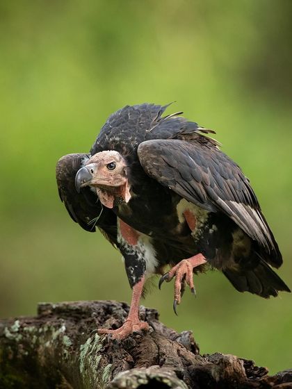 The vulture strikes a pose, showing off its impressive wingspan and powerful build.