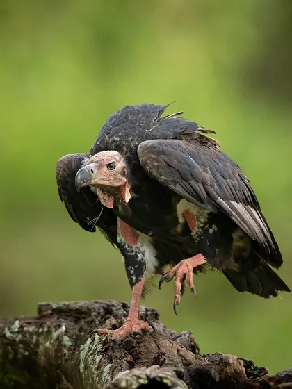A Red-headed Vulture in a curious, almost playful pose, balancing on one leg. This image shows a different, more characterful side to these often-maligned birds.