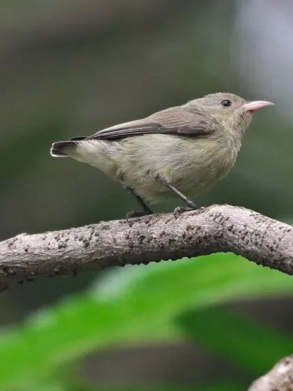 The Pale-billed Flowerpecker is one of India's tiniest birds. It flits through the canopy, feeding on nectar and berries, a cheerful and energetic presence.
