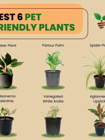 As a pet parent myself, I know how important it is to keep our furry friends safe. That's why I've curated a special collection of the best non-toxic, pet-friendly plants. Now you can fill your home with greenery without worrying about your curious companions.